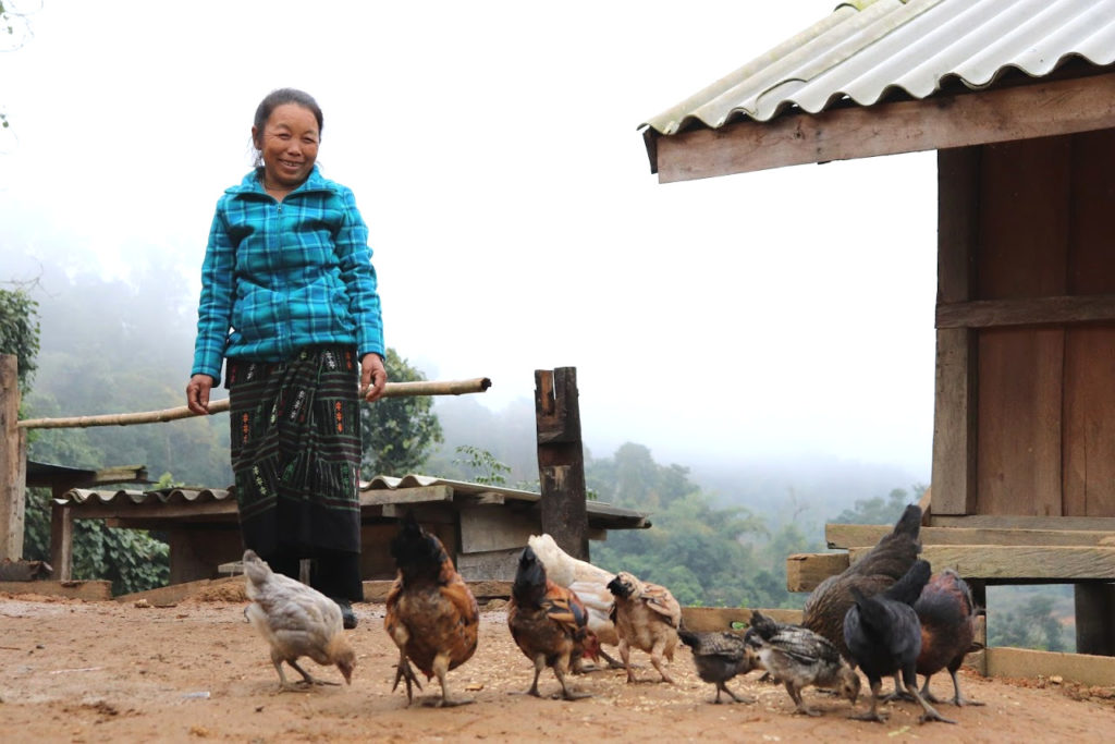 Farmers Like Ms Her Switching From Opium Poppies to Coffee Beans in Laos' Huaphan Province with Vanmai Coffee